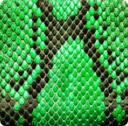  Green Python